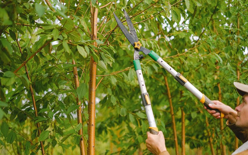 Tree trimming in Sylmar, CA